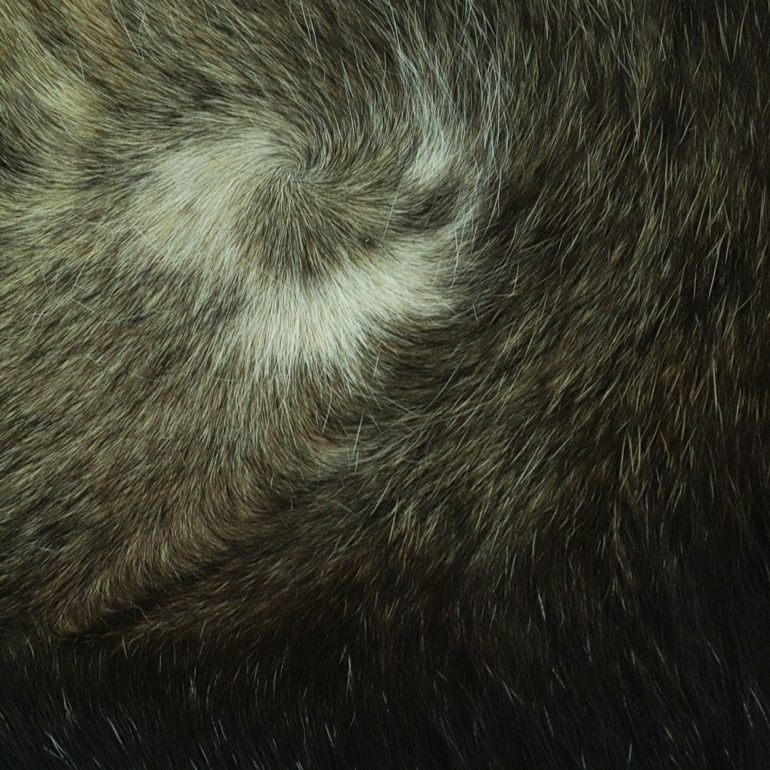 Mid Night Black Cow Hide 5X5 FT