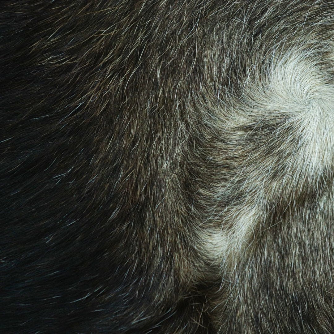 Mid Night Black Cow Hide 5X5 FT