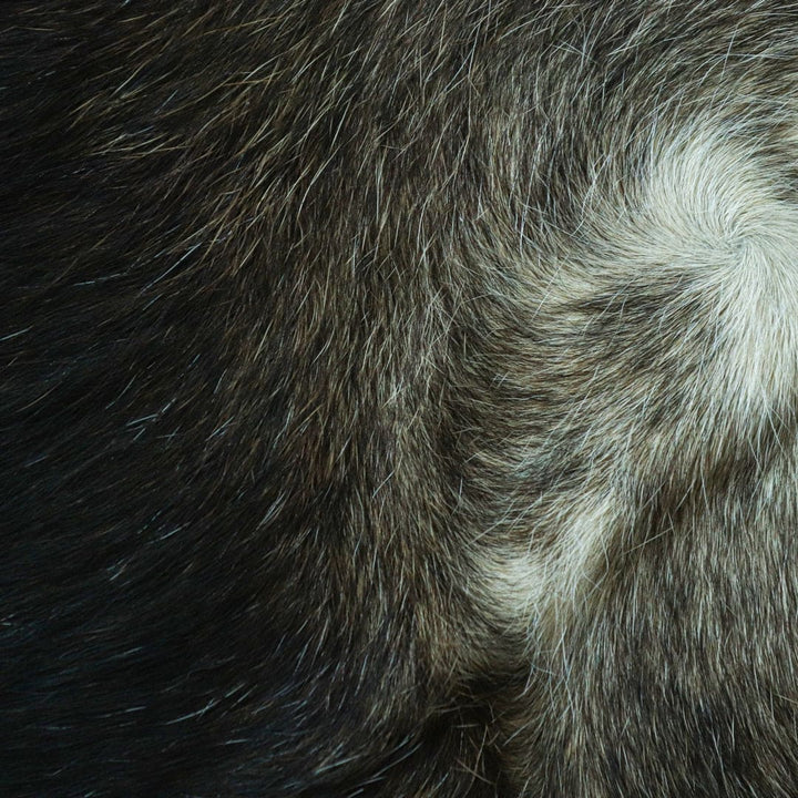 Mid Night Black Cow Hide 5X5 FT